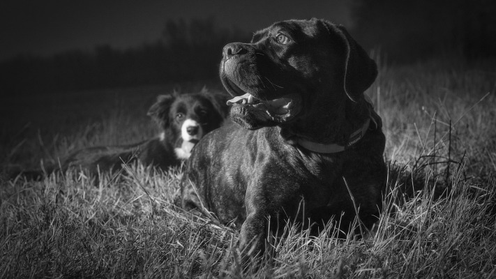 Dogs. Desktop wallpaper