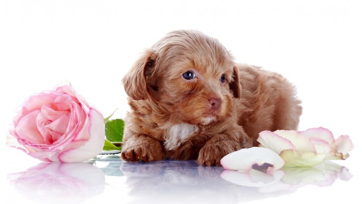 Dogs. Desktop wallpaper