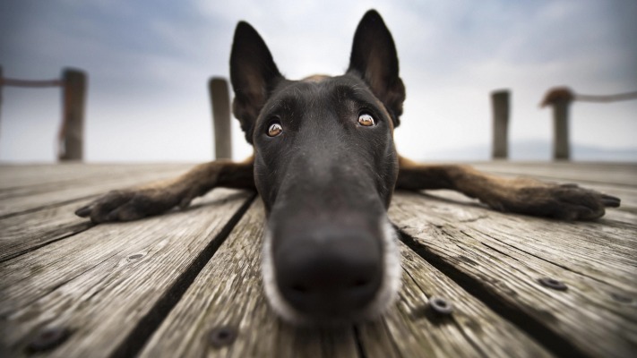 Dogs. Desktop wallpaper