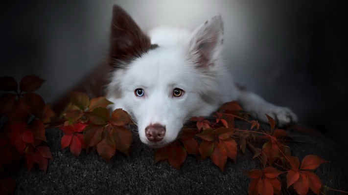 Dogs. Desktop wallpaper