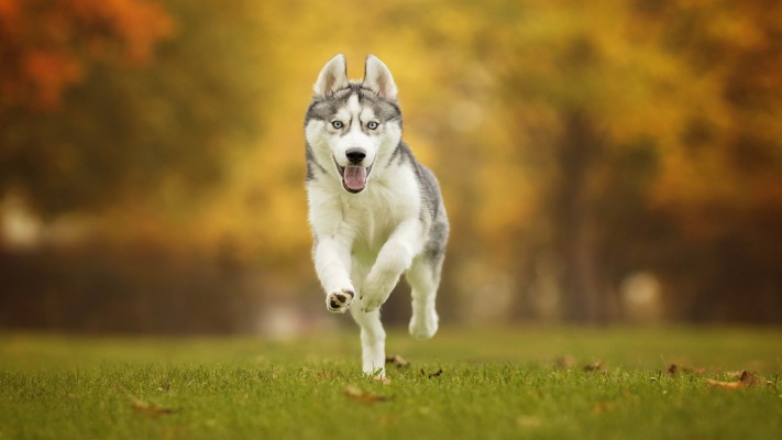 Dogs. Desktop wallpaper
