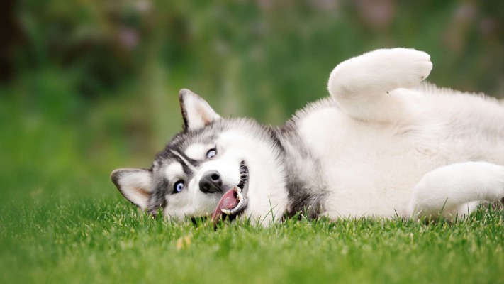 Dogs. Desktop wallpaper