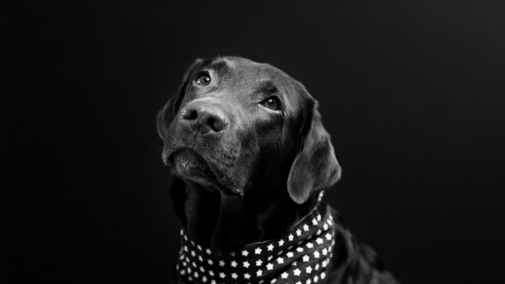 Dogs. Desktop wallpaper