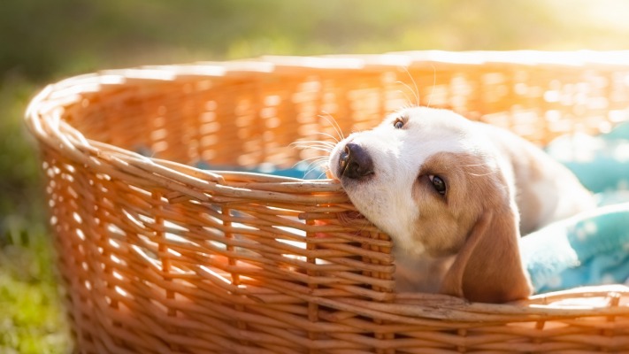 Dogs. Desktop wallpaper