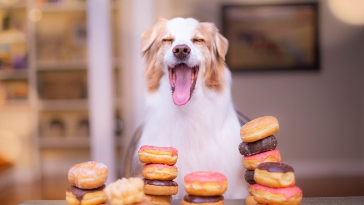 Dogs. Desktop wallpaper
