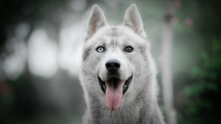 Dogs. Desktop wallpaper