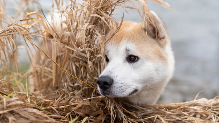 Dogs. Desktop wallpaper