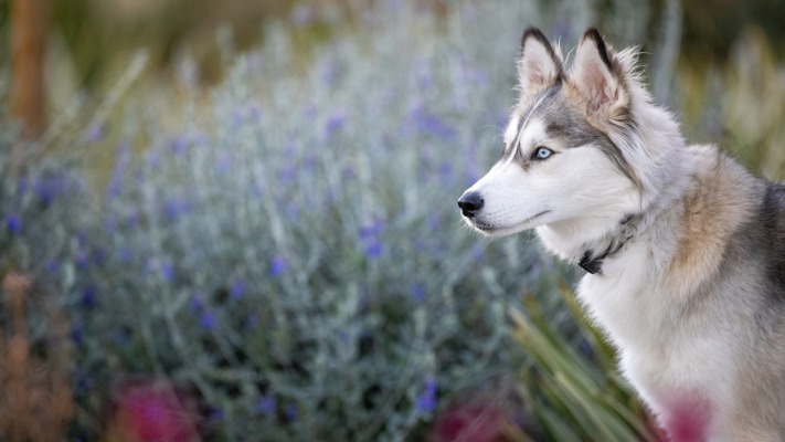 Dogs. Desktop wallpaper