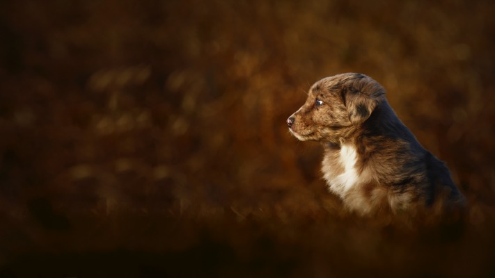 Dogs. Desktop wallpaper