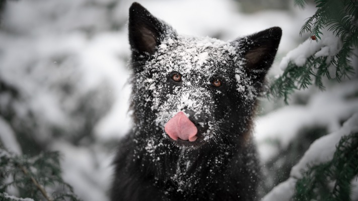 Dogs. Desktop wallpaper