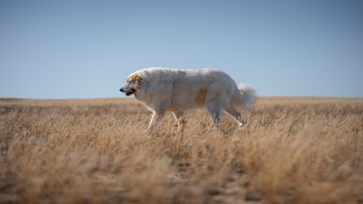 Dogs. Desktop wallpaper