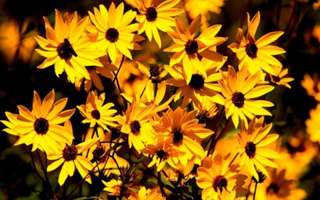 Flowers. Desktop wallpaper