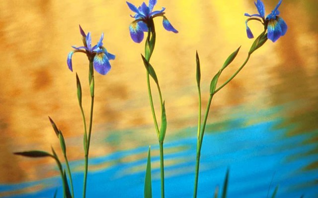Flowers. Desktop wallpaper