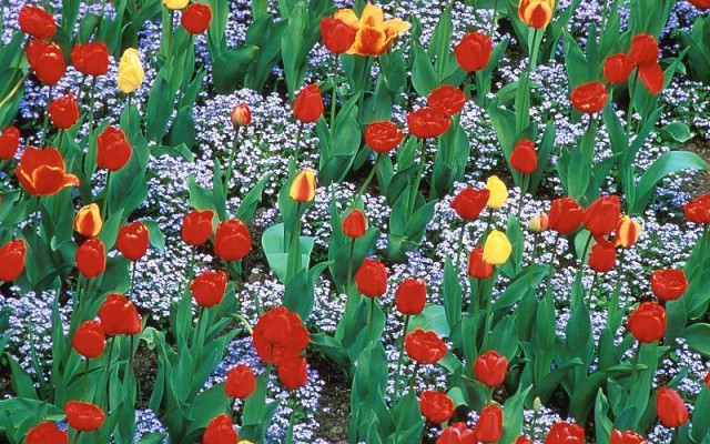 Flowers. Desktop wallpaper