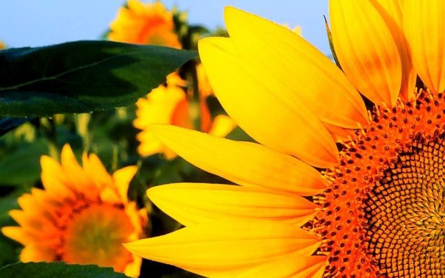 Flowers. Desktop wallpaper