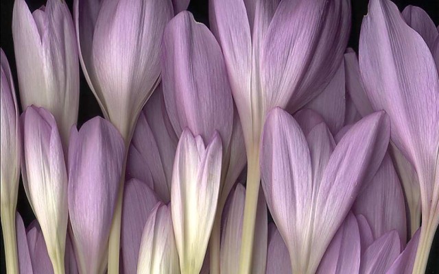 Flowers. Desktop wallpaper