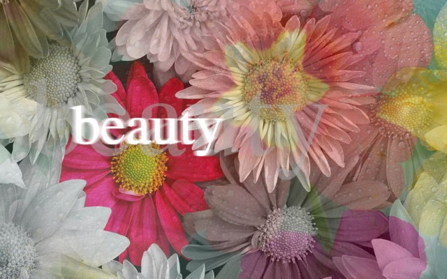 Flowers. Desktop wallpaper