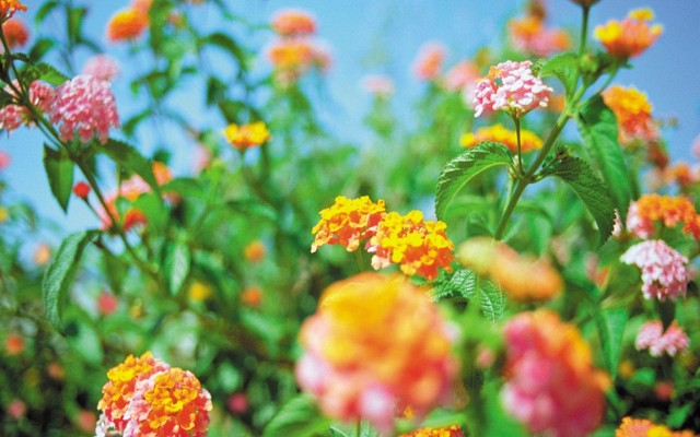 Flowers. Desktop wallpaper