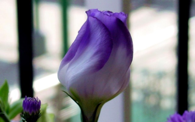 Flowers. Desktop wallpaper