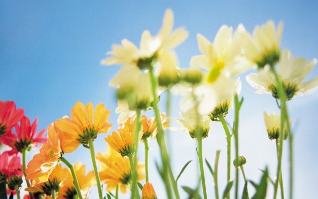 Flowers. Desktop wallpaper