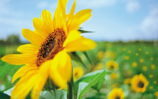 Flowers. Desktop wallpaper