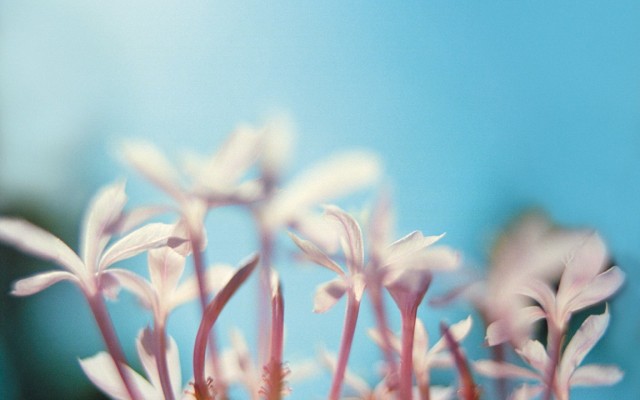 Flowers. Desktop wallpaper