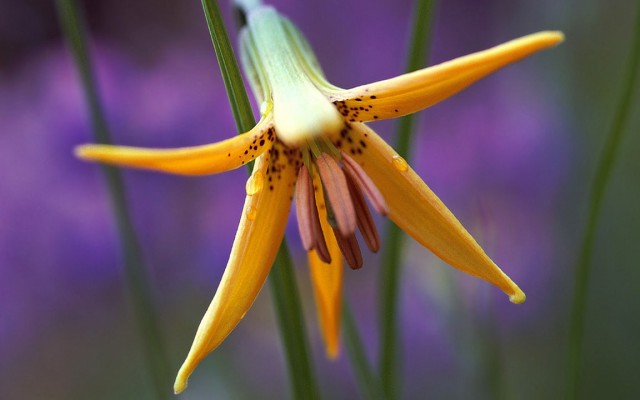 Flowers. Desktop wallpaper