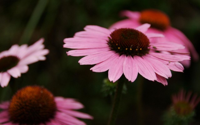 Flowers. Desktop wallpaper