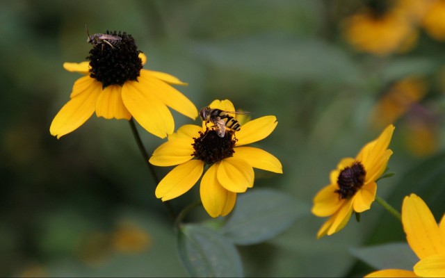 Flowers. Desktop wallpaper