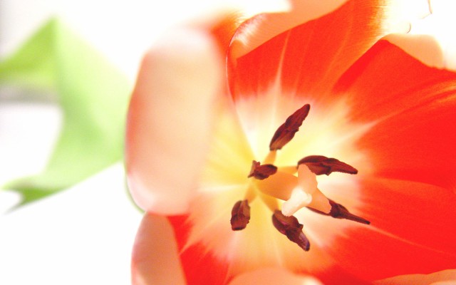 Flowers. Desktop wallpaper