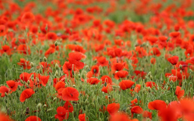 Flowers. Desktop wallpaper