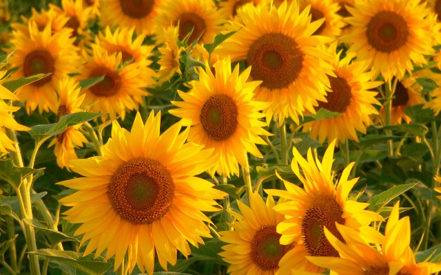 Flowers. Desktop wallpaper