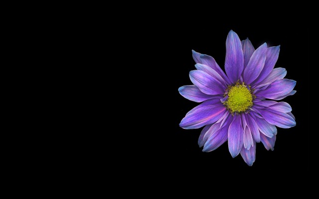 Flowers. Desktop wallpaper