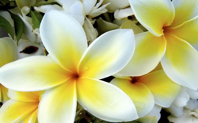 Flowers. Desktop wallpaper