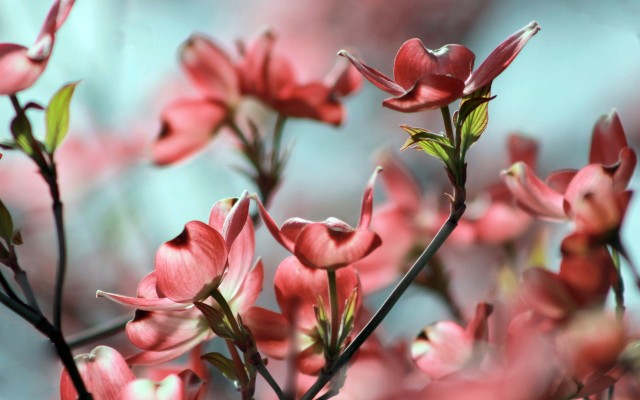 Flowers. Desktop wallpaper