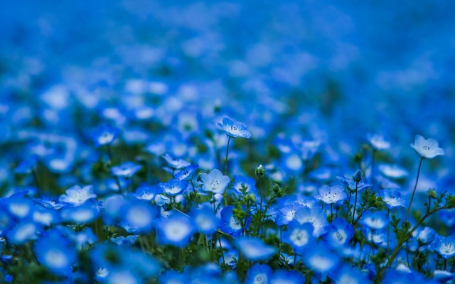 Flowers. Desktop wallpaper