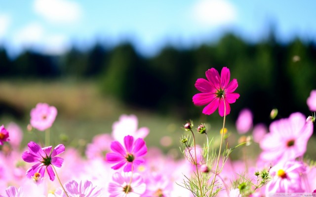 Flowers. Desktop wallpaper