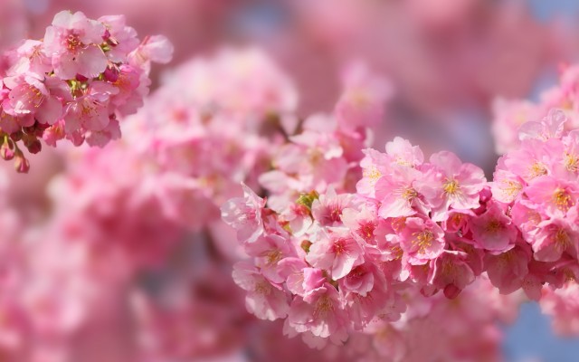 Flowers. Desktop wallpaper