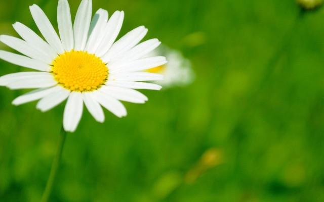 Flowers. Desktop wallpaper
