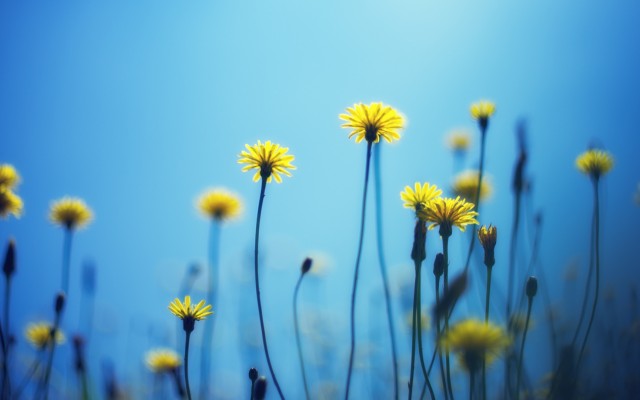 Flowers. Desktop wallpaper