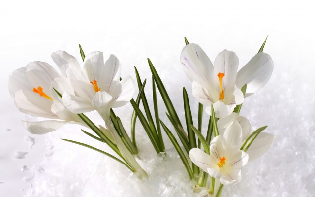 Flowers. Desktop wallpaper