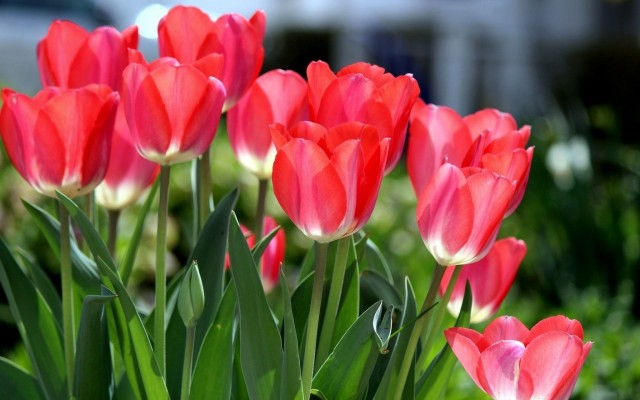 Flowers. Desktop wallpaper