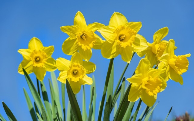 Flowers. Desktop wallpaper