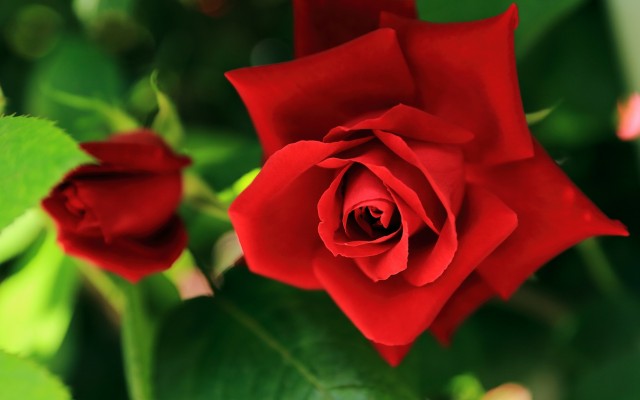 Flowers. Desktop wallpaper