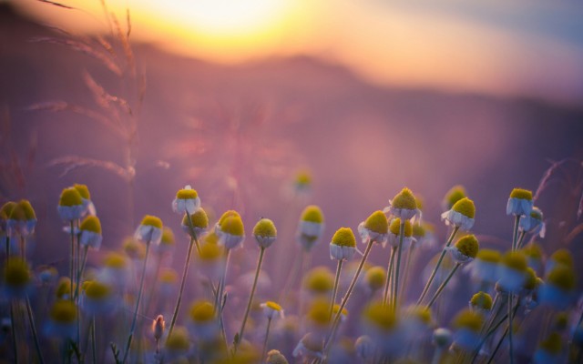 Flowers. Desktop wallpaper