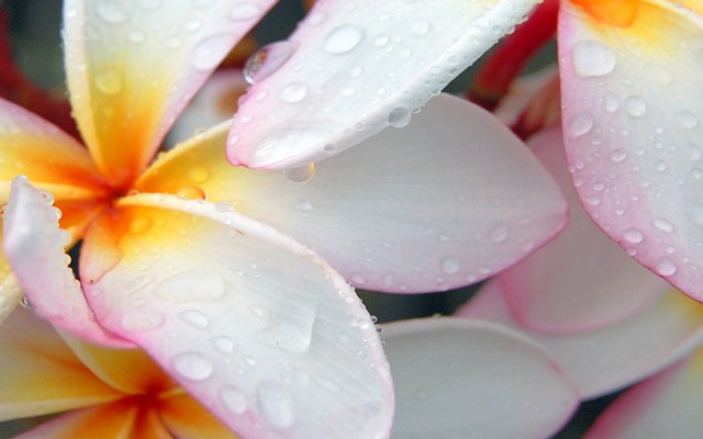 Flowers. Desktop wallpaper