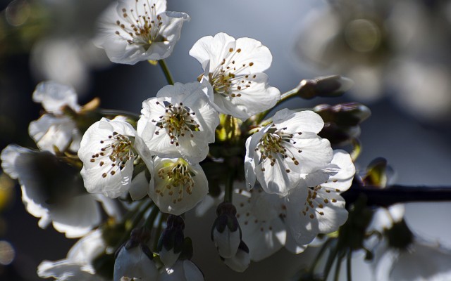 Flowers. Desktop wallpaper