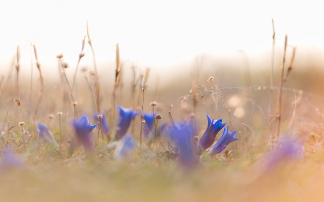 Flowers. Desktop wallpaper