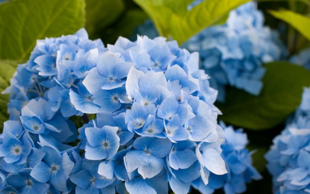 Flowers. Desktop wallpaper