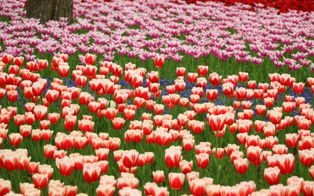 Flowers. Desktop wallpaper